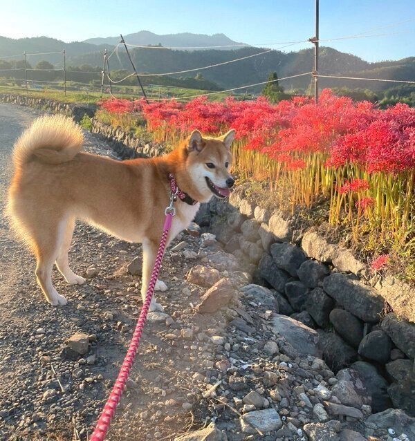 お散歩を楽しむチロちゃん