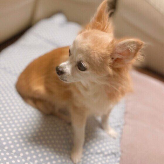 おすわりするチワワ