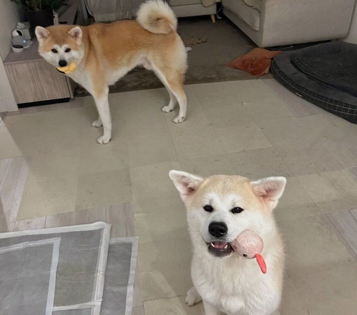 おもちゃをくわえて飼い主さんを出迎える大吉くん、幸ちゃん