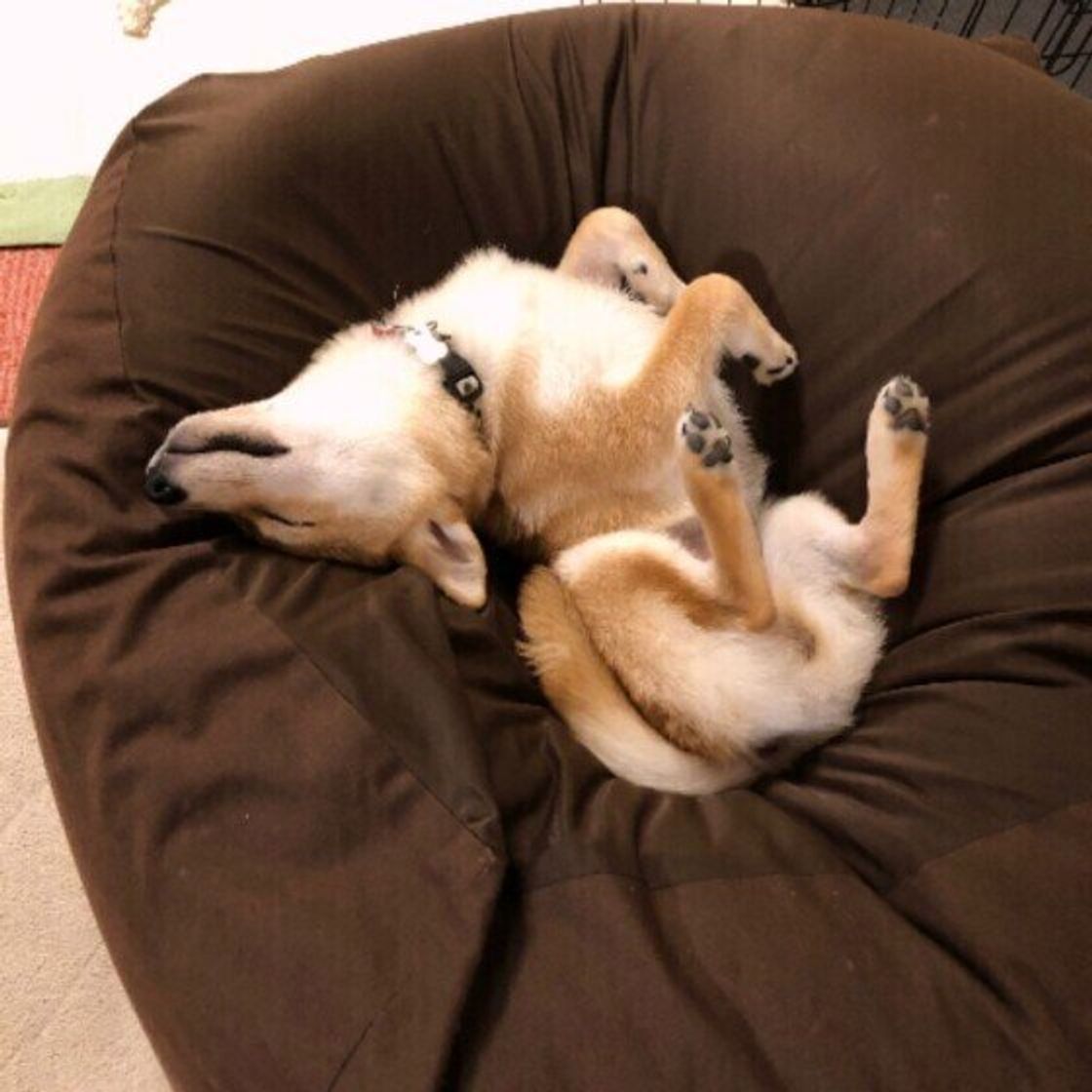 犬も首を 寝違える ことはあるの 対処法や注意したい犬の寝相とは いぬのきもちweb Magazine 犬も首を 寝違える ことはあるの 対処法や注意したい犬の寝相とは いぬのきもちweb Magazine