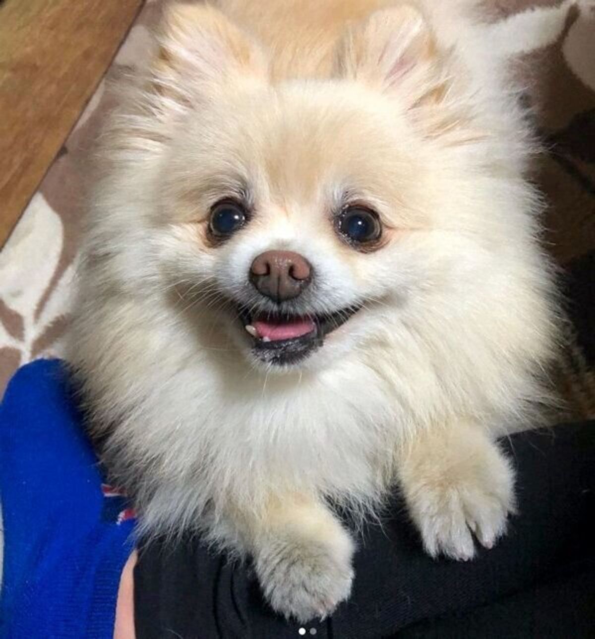 レスキュー依頼があり保護されたシニア犬 新しい家族と出会い 穏やかな第2の犬生を送っていた いぬのきもちweb Magazine レスキュー依頼があり保護されたシニア犬 新しい家族と出会い 穏やかな第2の犬生を送っていた いぬのきもちweb Magazine