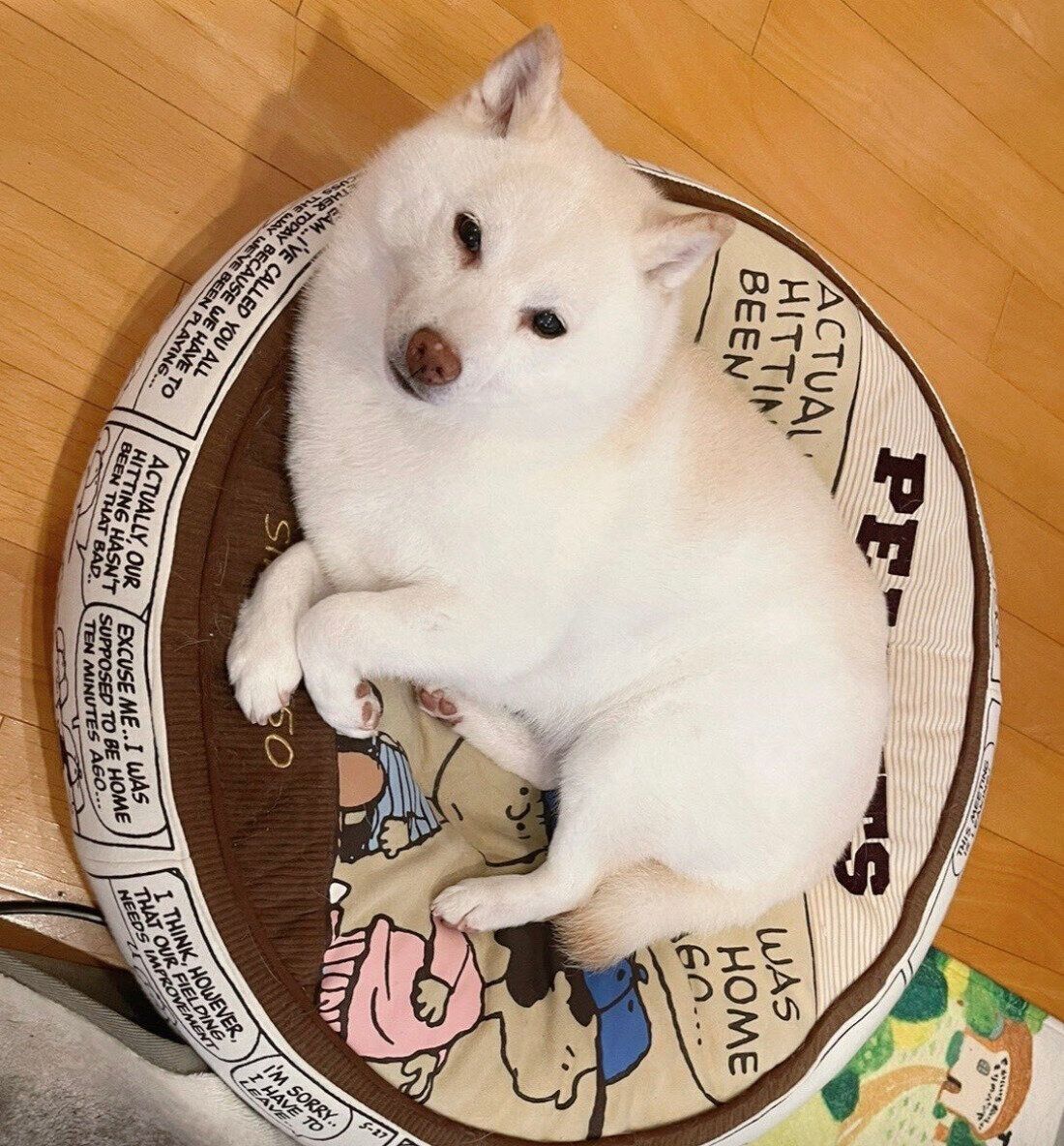 シャンプーに行ってきたゆきちゃん