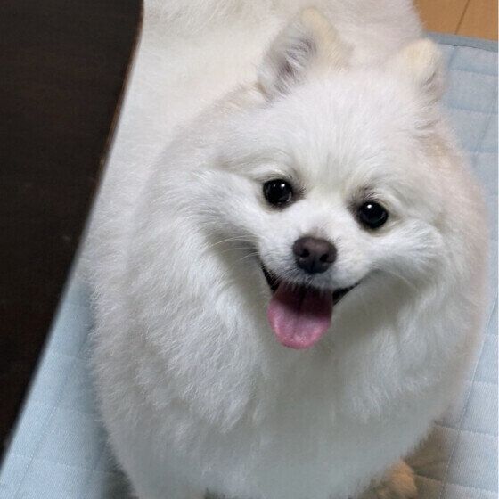 笑顔が可愛いポメラニアン