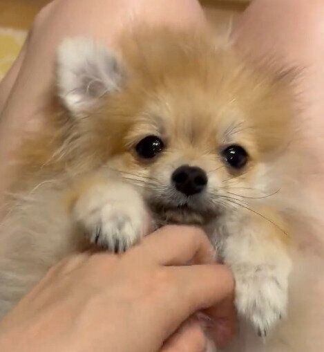 なでられるたぬくん