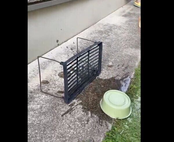 ボールを取ろうとするゆめちゃん