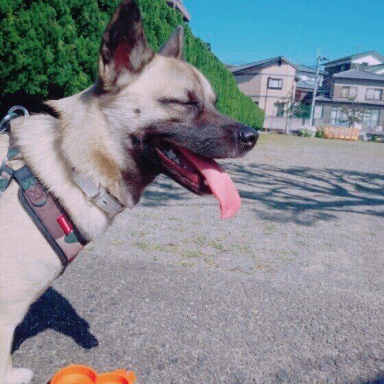 ＃スマイルドッグ　紬くん