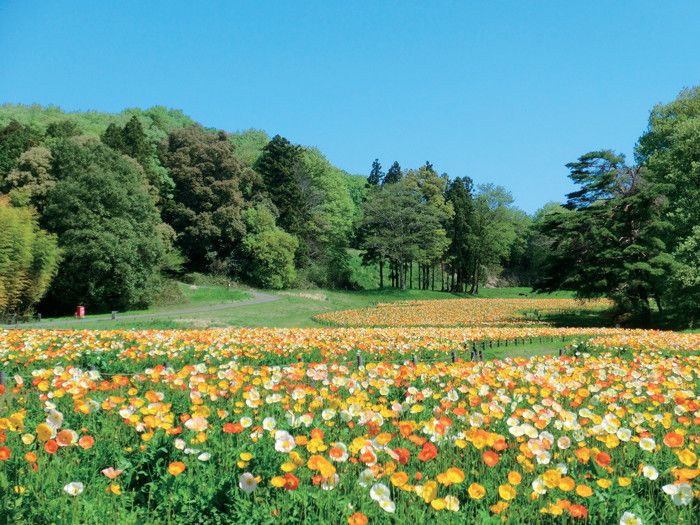 国営武蔵丘陵森林公園 埼玉