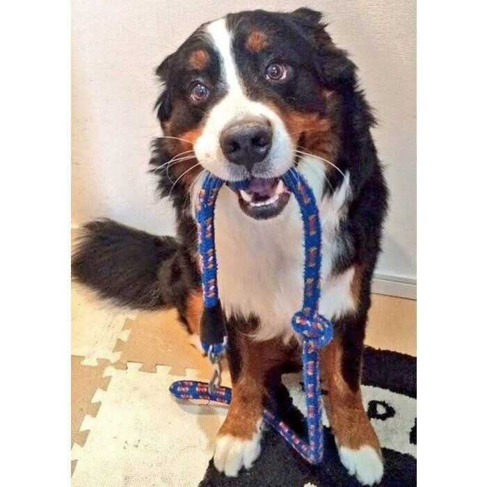 リードを持ってくるココアくん