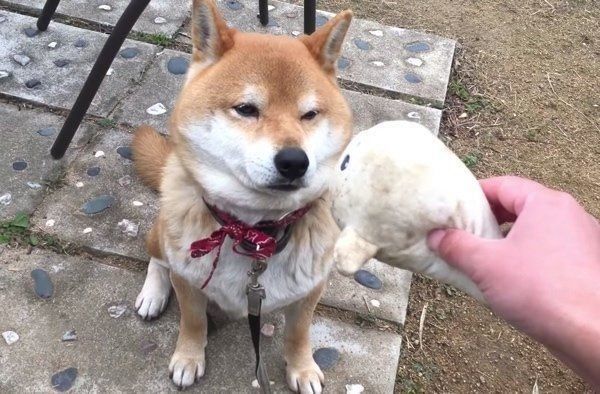 ぬいぐるみで遊ぶ柴犬