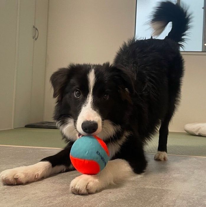 おもちゃをくわえるリリーちゃん