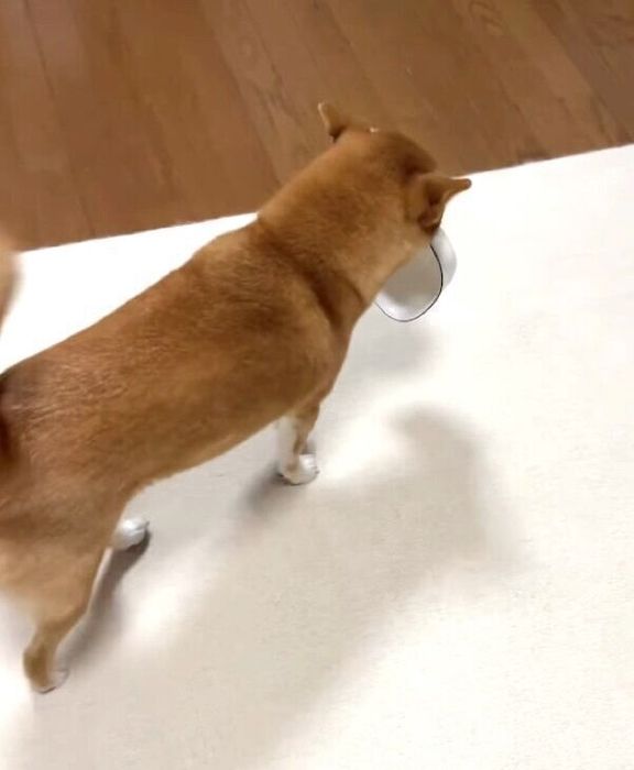 お皿をくわえて飼い主さんのことを歓迎するぷくちゃん