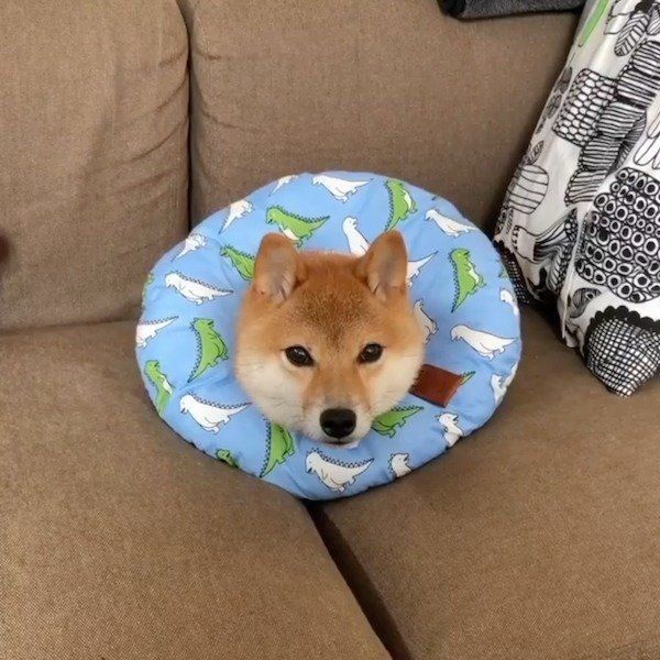 エリカラに埋もれるレノくん