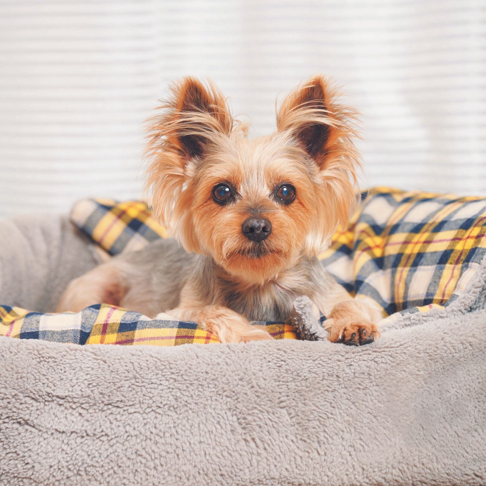 生後2カ月のころ、笹島祟行さん・清美さん夫妻のもとに迎えられたモコ吉くん