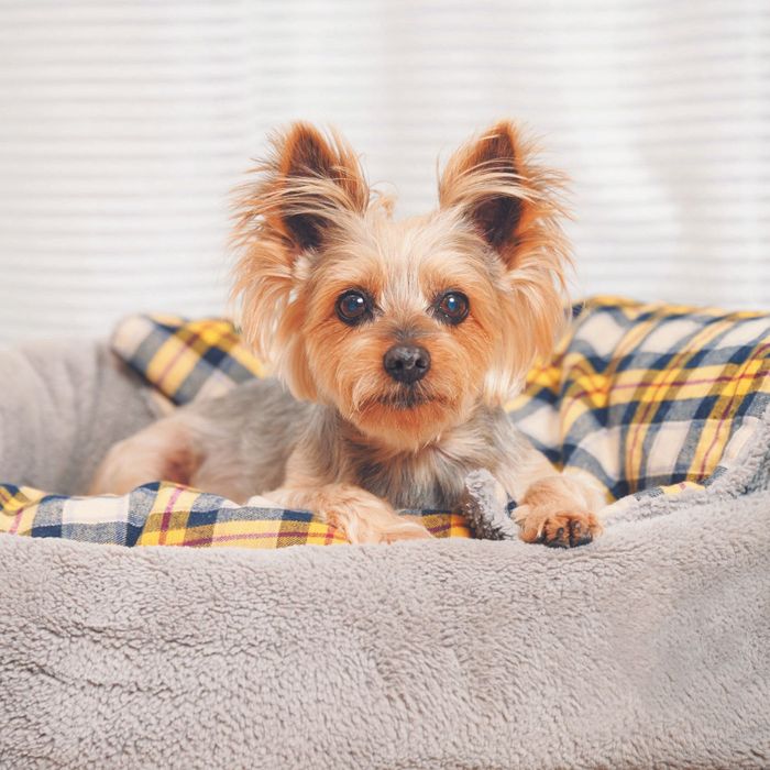 生後2カ月のころ、笹島祟行さん・清美さん夫妻のもとに迎えられたモコ吉くん