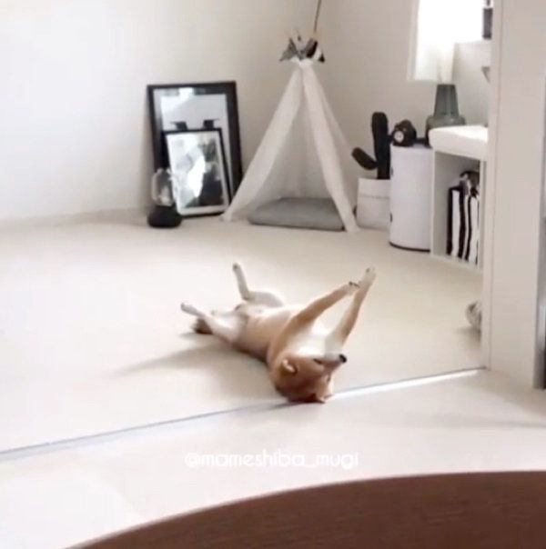 宇宙と交信する豆柴