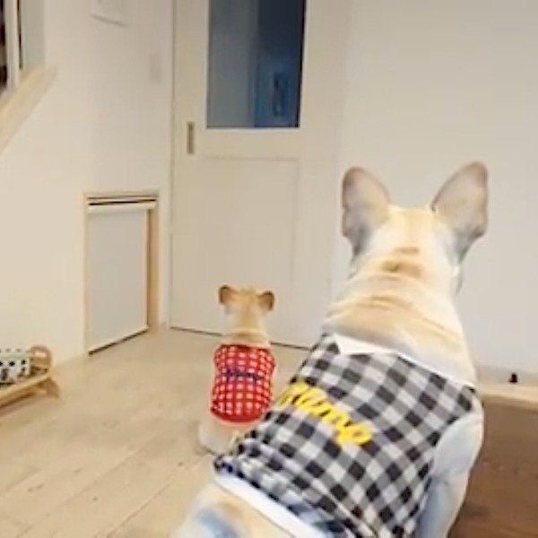 パパを取り合うフレンチ・ブルドッグ兄妹