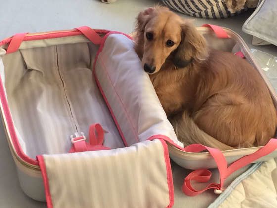 スーツケースに入るミニチュア・ダックスフンド