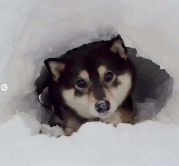 雪のトンネルで遊ぶ豆柴