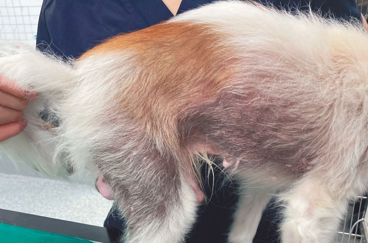 精巣腫瘍のためホルモンバランスが崩れ、脇腹や太ももの後ろ側に脱毛が見られます