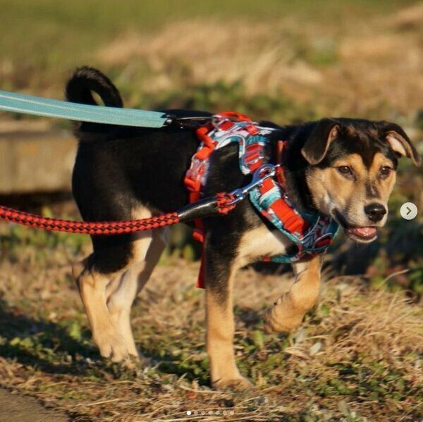 お散歩をするラックくん