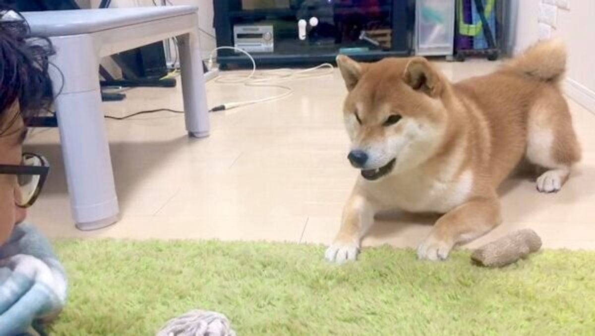 ニャー を習得 パパの真似をして 鳴き声をマスターした犬の賢さに驚き いぬのきもちweb Magazine ニャー を習得 パパの真似をして 鳴き声をマスターした犬の賢さに驚き いぬのきもちweb Magazine