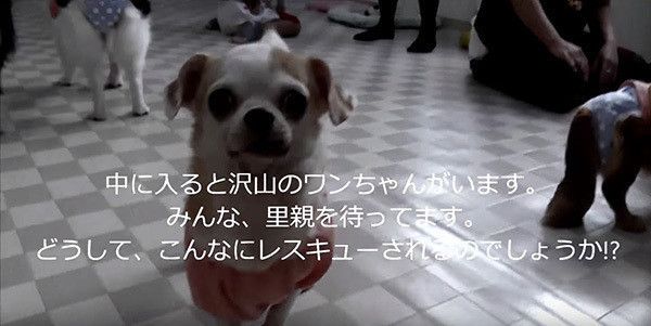 見つめる犬