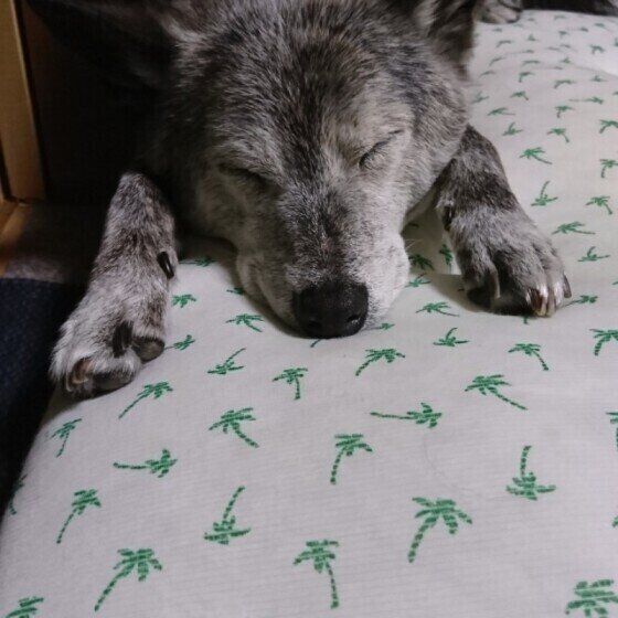 気持ち良さそうに寝ているシニア犬