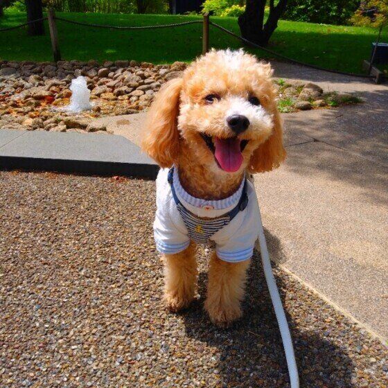 かわいい笑顔のトイ・プードル