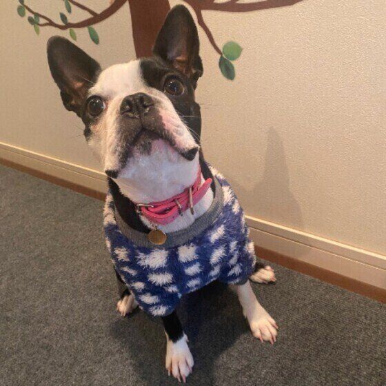 ボストン・テリアのむぎちゃん