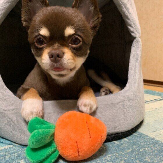 チワワのベルちゃん