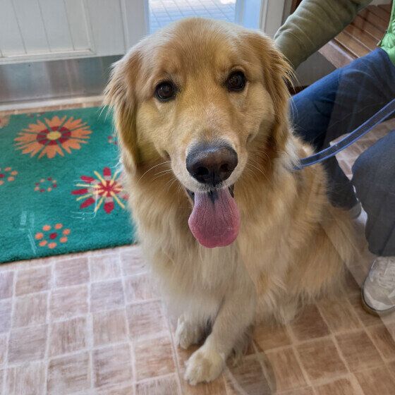犬見知りをする犬としない犬の違いは？ 他の犬が苦手なコへの対応の仕方も ゴールデンレトリーバー いぬのきもち