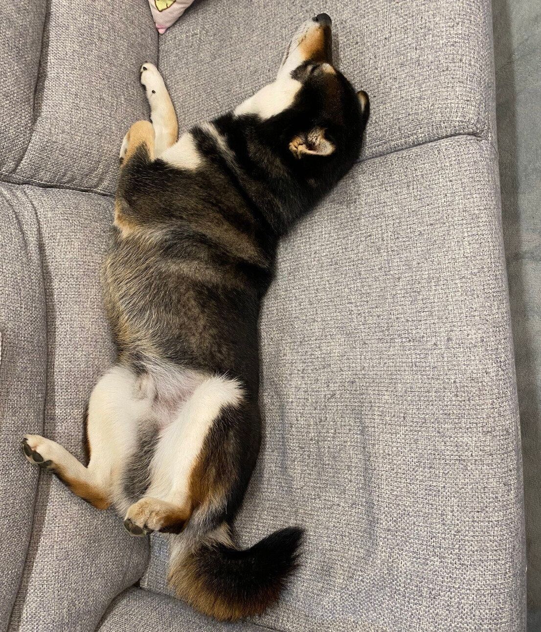 ソファを独占して寝ているもち吉くん