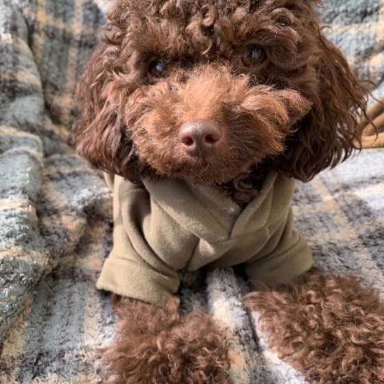 毛布の上のトイプードル