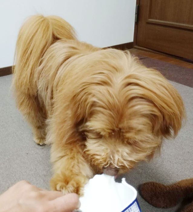 連載「こぐま犬てんすけ」