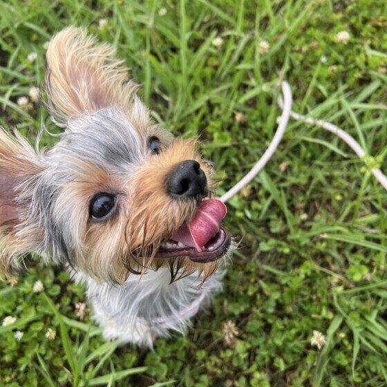 ヨークシャー・テリアのちゃちゃくん