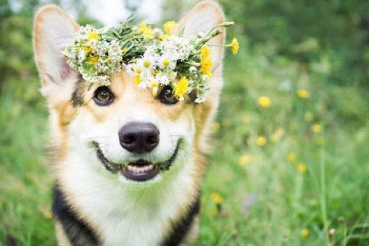 長生きする犬 の傾向ってあるの 犬の 寿命 について獣医師が解説 いぬのきもちweb Magazine 長生きする犬 の傾向ってあるの 犬の 寿命 について獣医師が解説 いぬのきもちweb Magazine