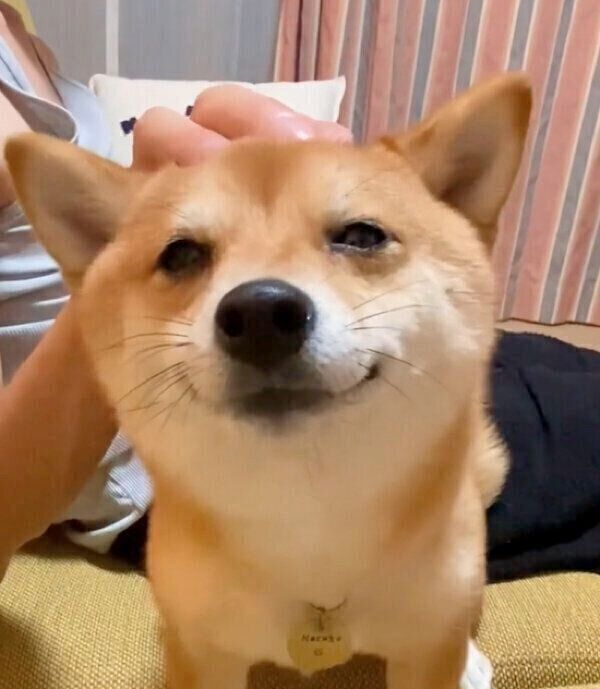 パパさんに頭をナデナデしてもらう、まるこちゃん