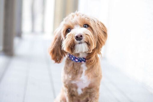 オスワリしている犬