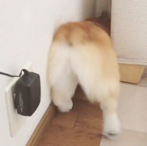 お尻がかわいいコーギー