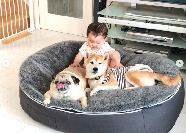 仲良しな柴犬とパグと妹ちゃん