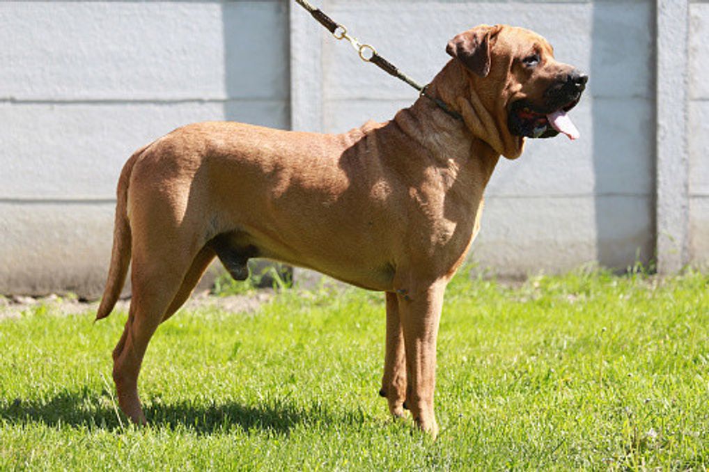 土佐犬の特徴 性格 最新価格と飼い方 いぬのきもち 犬図鑑 いぬのきもちweb Magazine 土佐犬の特徴 性格 最新価格と飼い方 いぬのきもち 犬図鑑 いぬのきもちweb Magazine