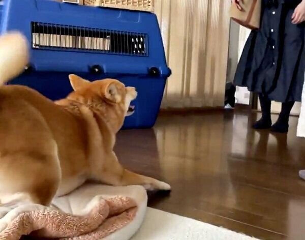 女性のお客さんを前に嬉しさが限界突破 柴犬の喜ぶ姿がかわいすぎた いぬのきもちweb Magazine 女性のお客さんを前に嬉しさが限界突破 柴犬の喜ぶ姿がかわいすぎた いぬのきもちweb Magazine
