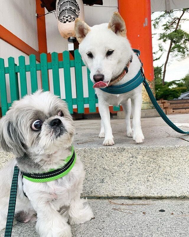 シーズー犬マンガてんぽshihtzu