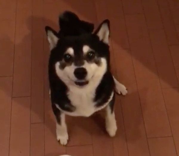 ごはんが待ちきれない柴犬