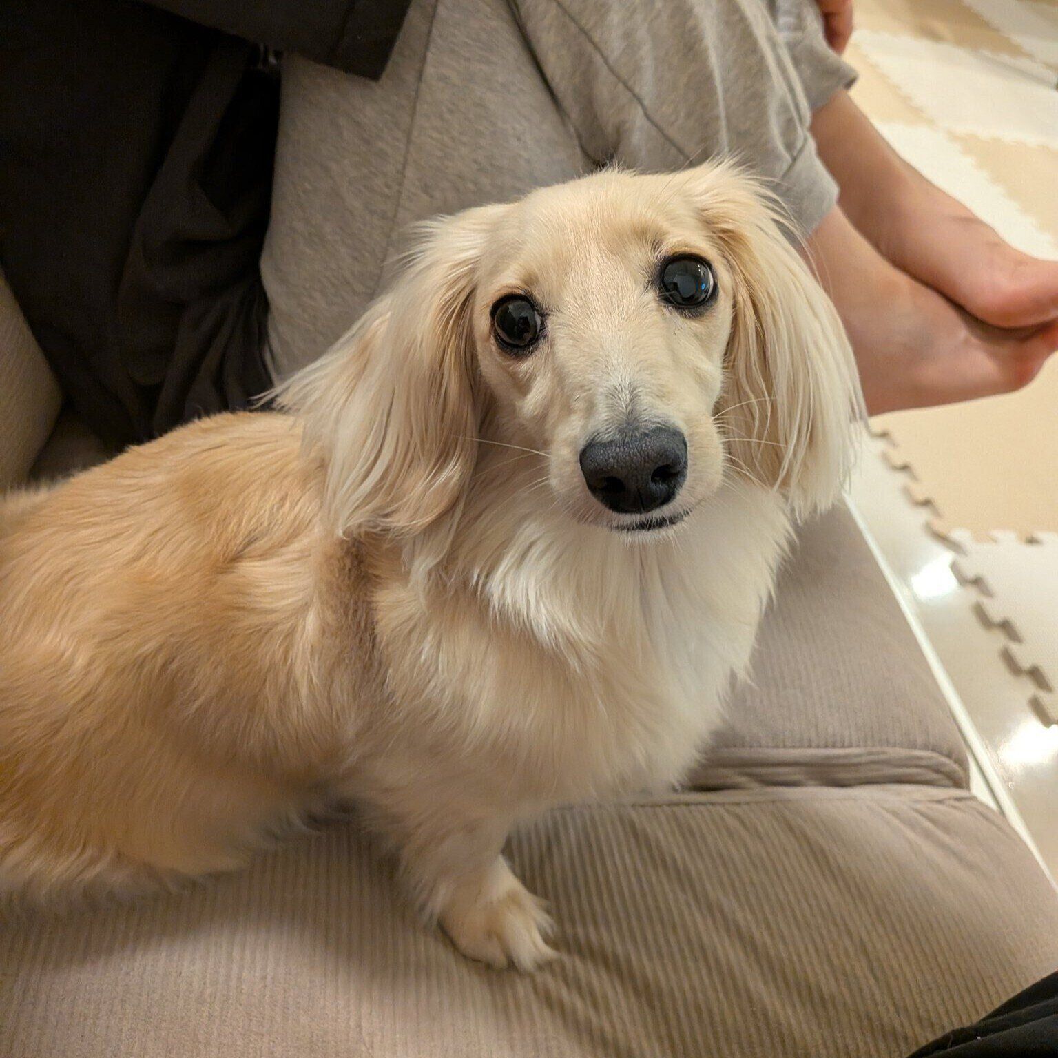 飼い主さんの隣にそっと座るたらちゃん