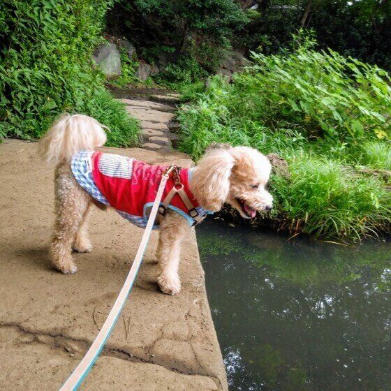 散歩するトイ・プードル