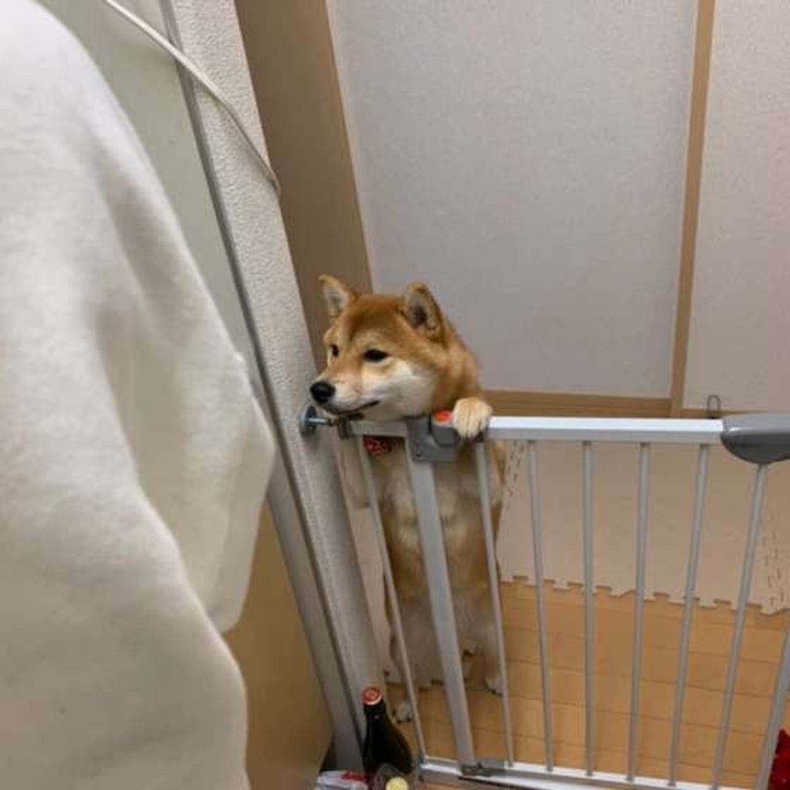 愛犬が糖尿病になると飼い方はこう変わる 早期発見のポイントも いぬのきもちweb Magazine 愛犬が糖尿病になると飼い方はこう変わる 早期発見のポイントも いぬのきもちweb Magazine