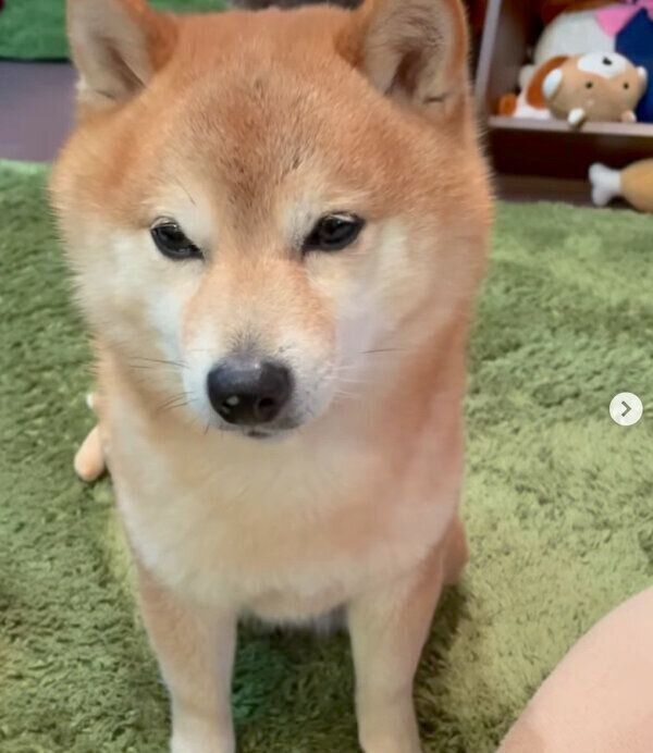 ナデナデを要求するソラくん