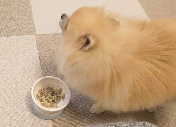 ごはんを食べるミサイルちゃん