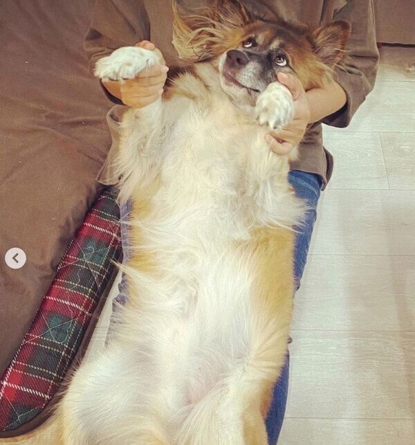 甘えるれんくん